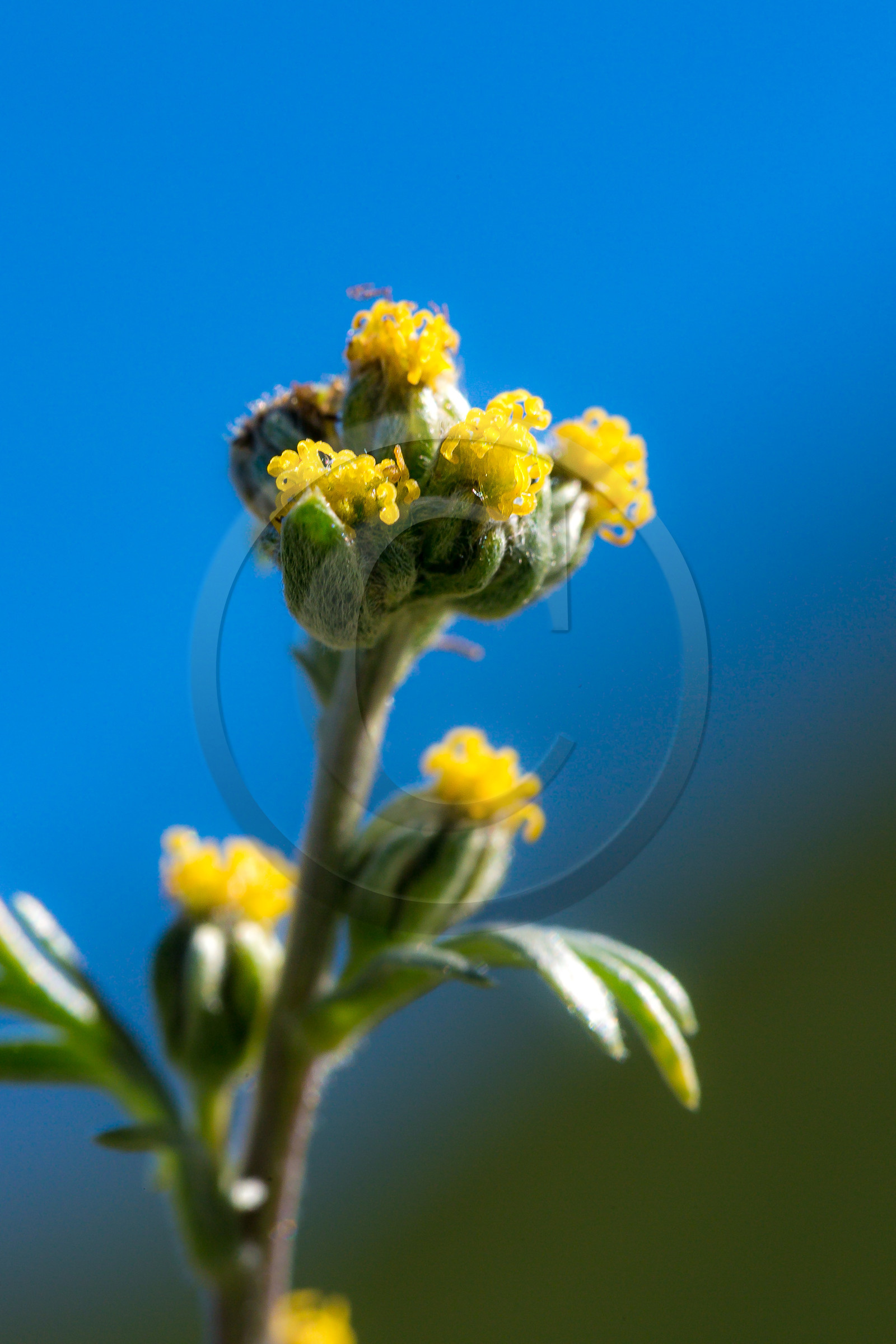 Bruno Gonnon, cultivateur de génépi bio