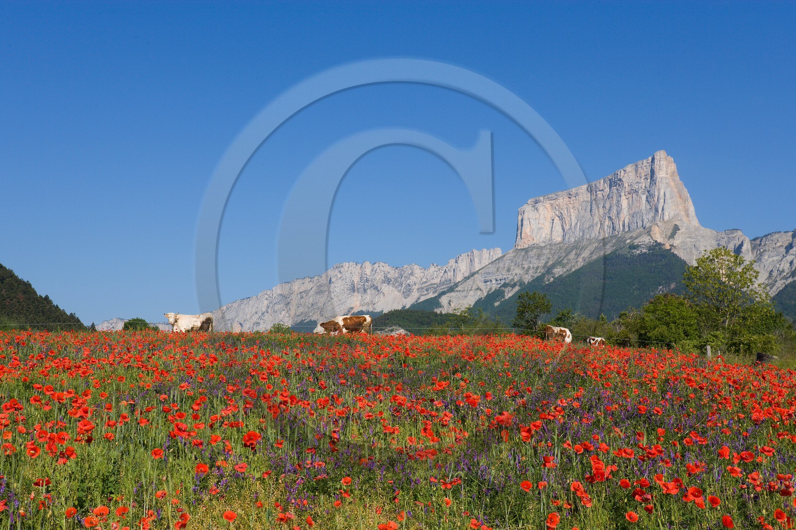 Trièves, le Mont-Aiguille