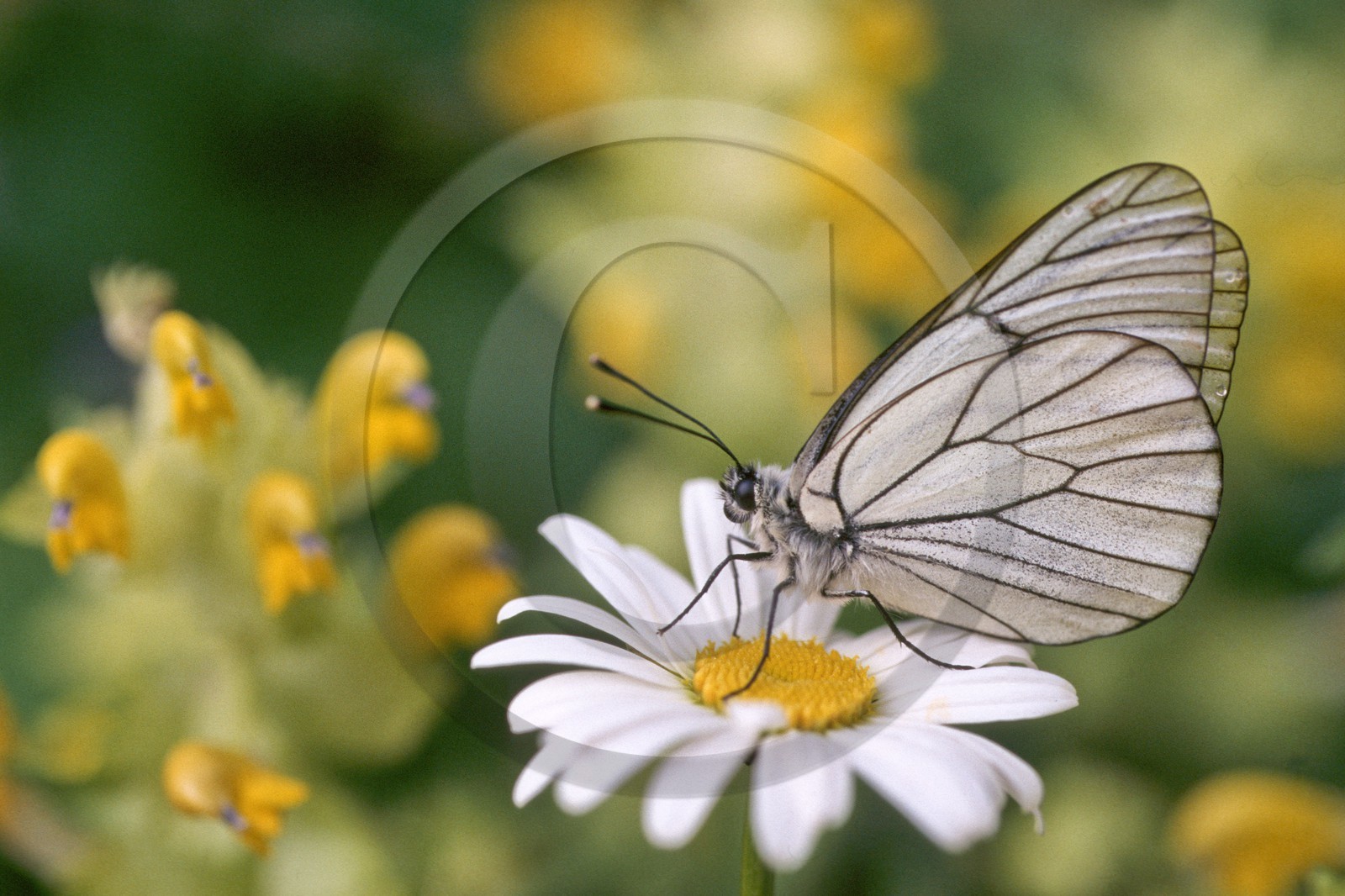 Papillon, Gazé, Aporia crataegi