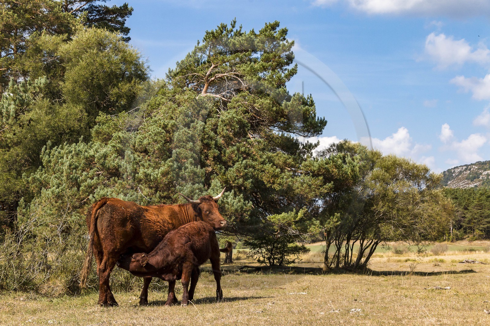 Valderoure, Stéphane et Valérie Maillard Valderoure, Stéphane et Valérie Maillard