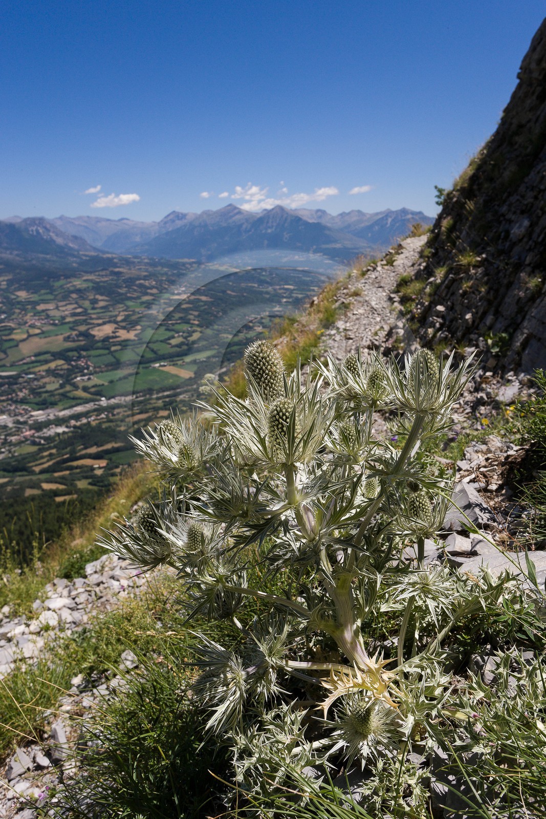 Panicaut blanc des Alpes, Eryngium épine blanche