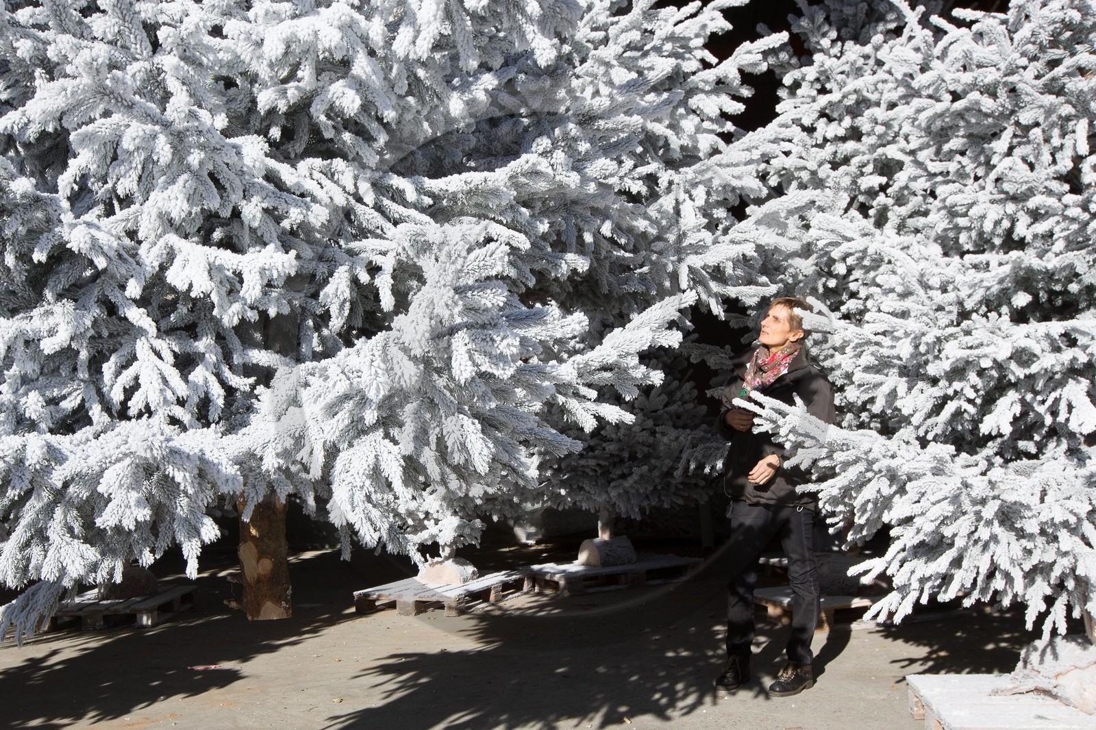 Pépinière Robin, producteur de sapin de Noël, Christine Robin