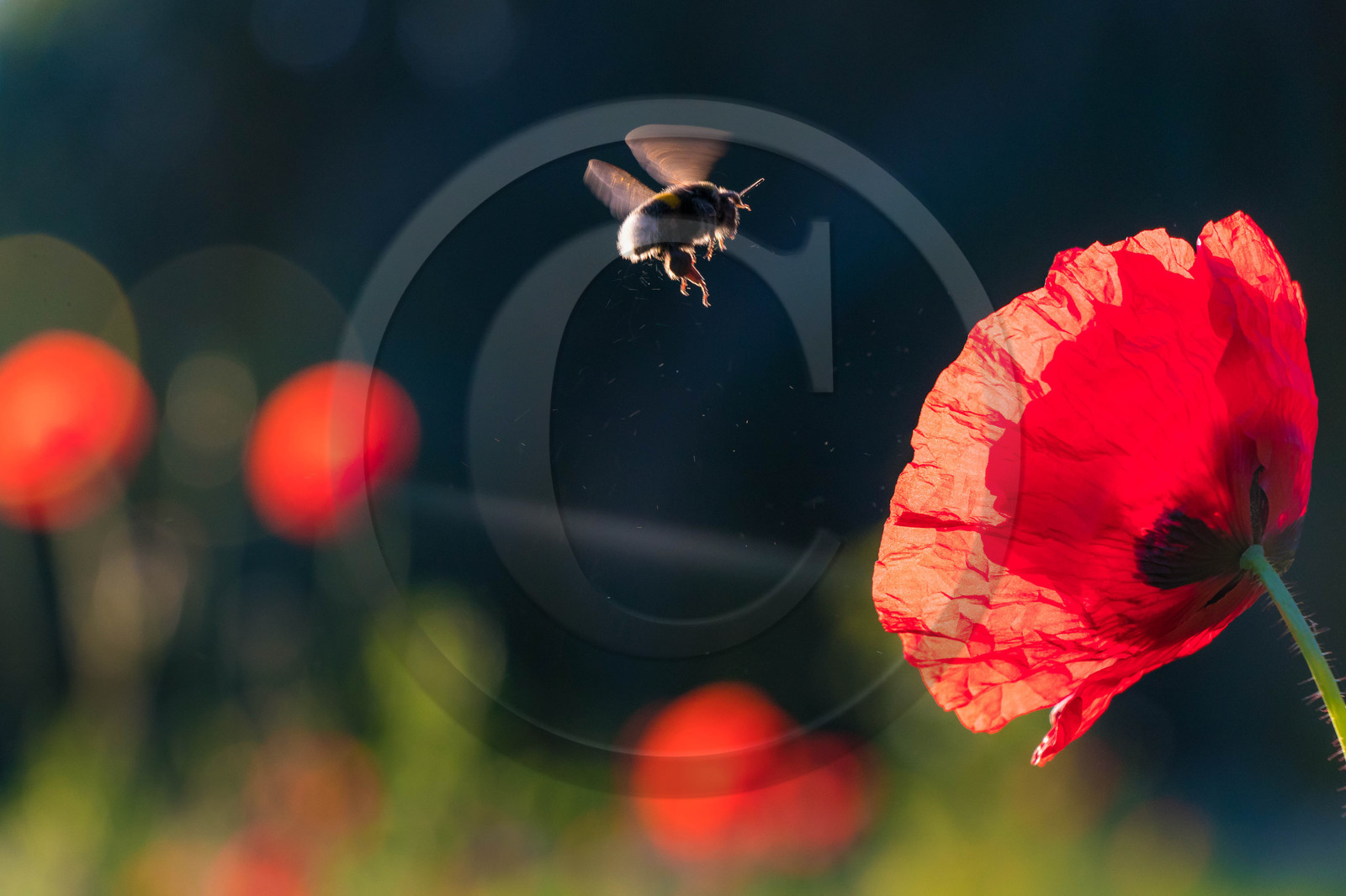 Les jardins de l'eau du Pré Curieux