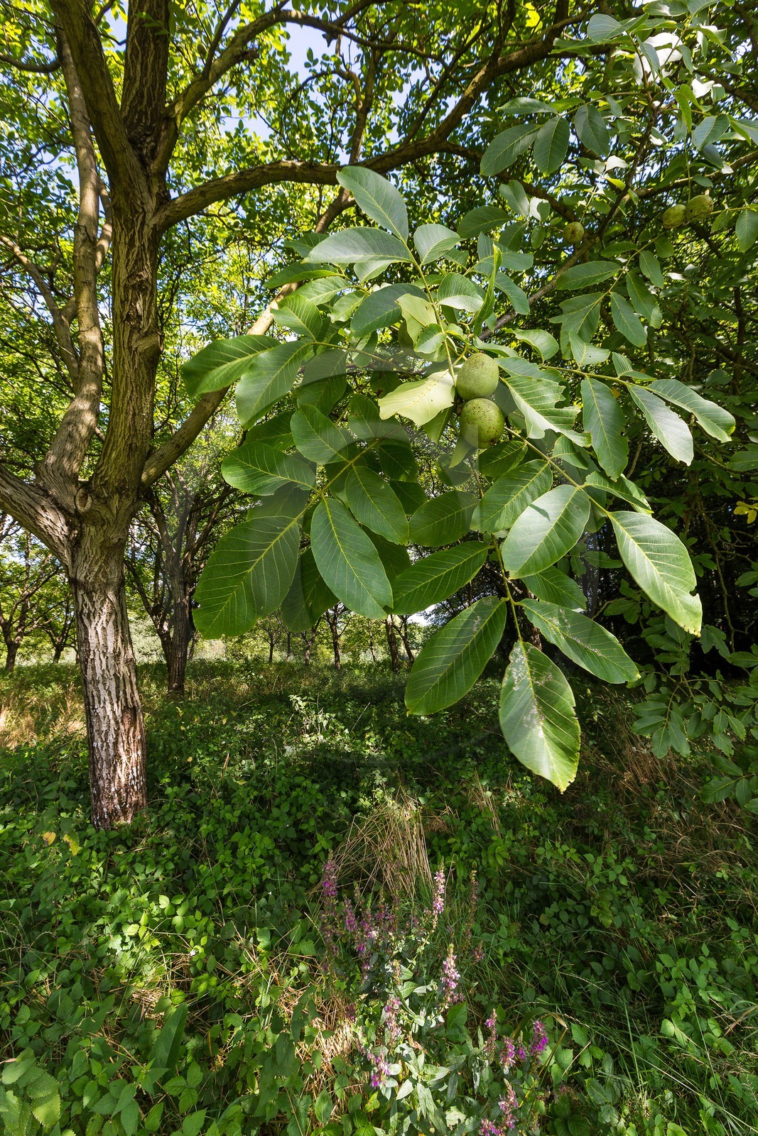ENS de l'Isère, Boucle des Moïles ENS de l'Isère, Boucle des Moïles