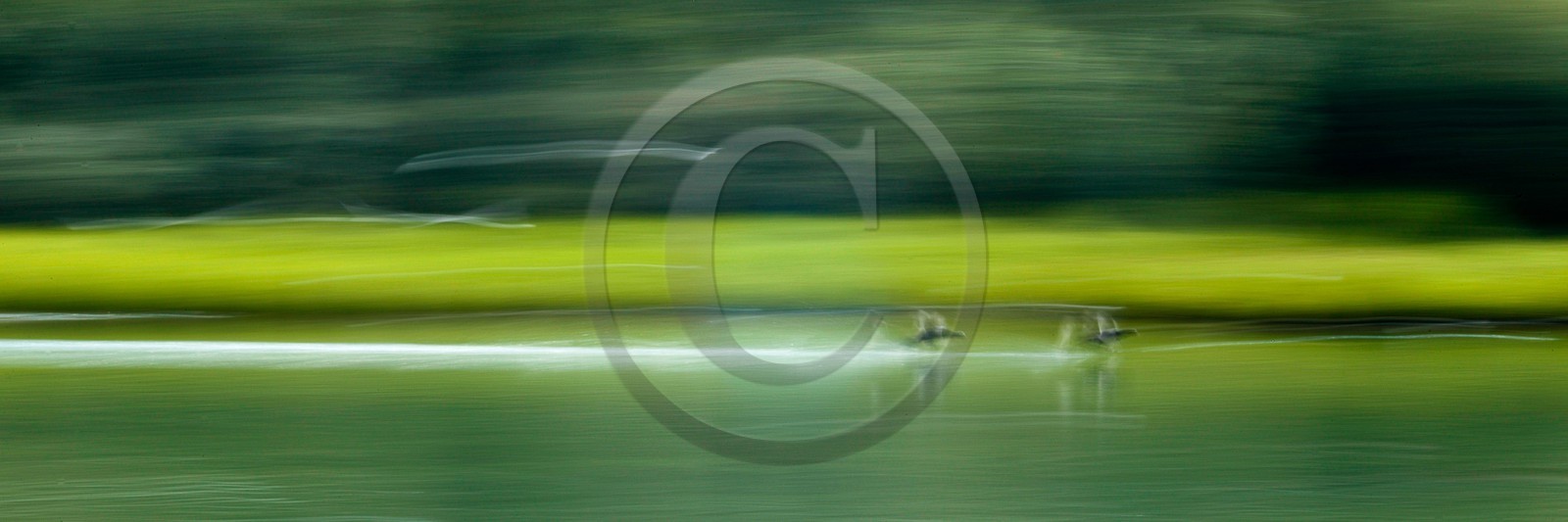 envol de canard envol de canard