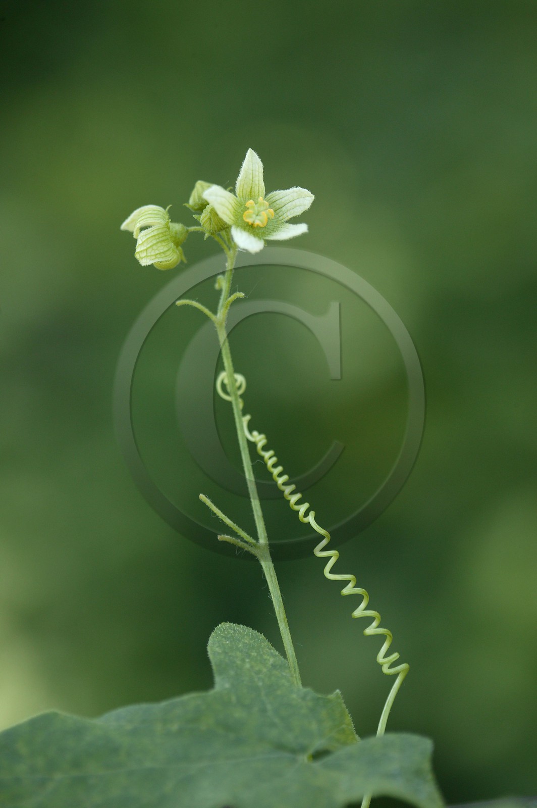 Bryone dioïque, Bryonia dioica