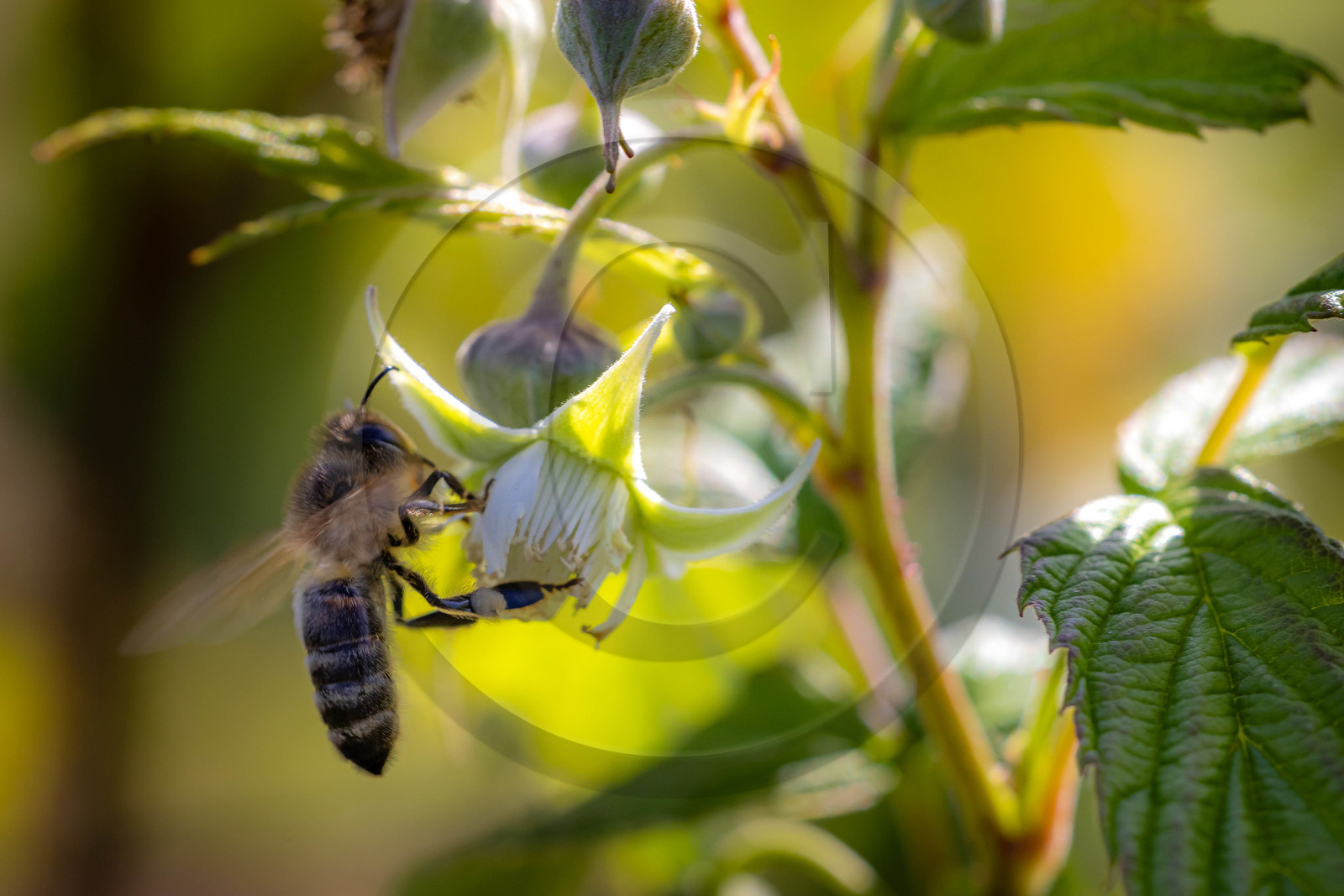Ecrins de fruits, producteur de fruits rouges