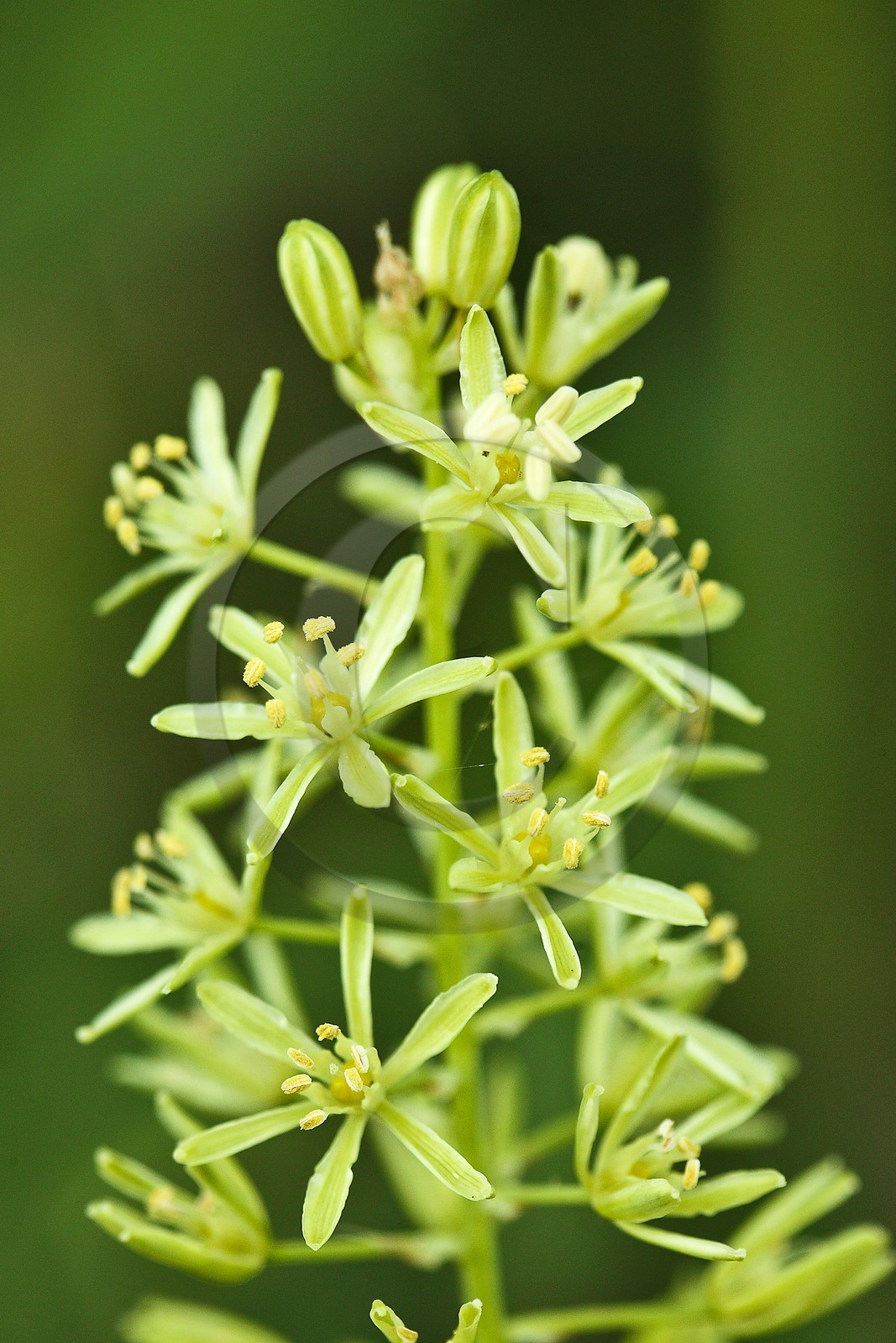Asperge des bois, Ornithogale des Pyrénées, Ornithogalum pyrenaicum Asperge des bois, Ornithogale des Pyrénées, Ornithogalum pyrenaicum
