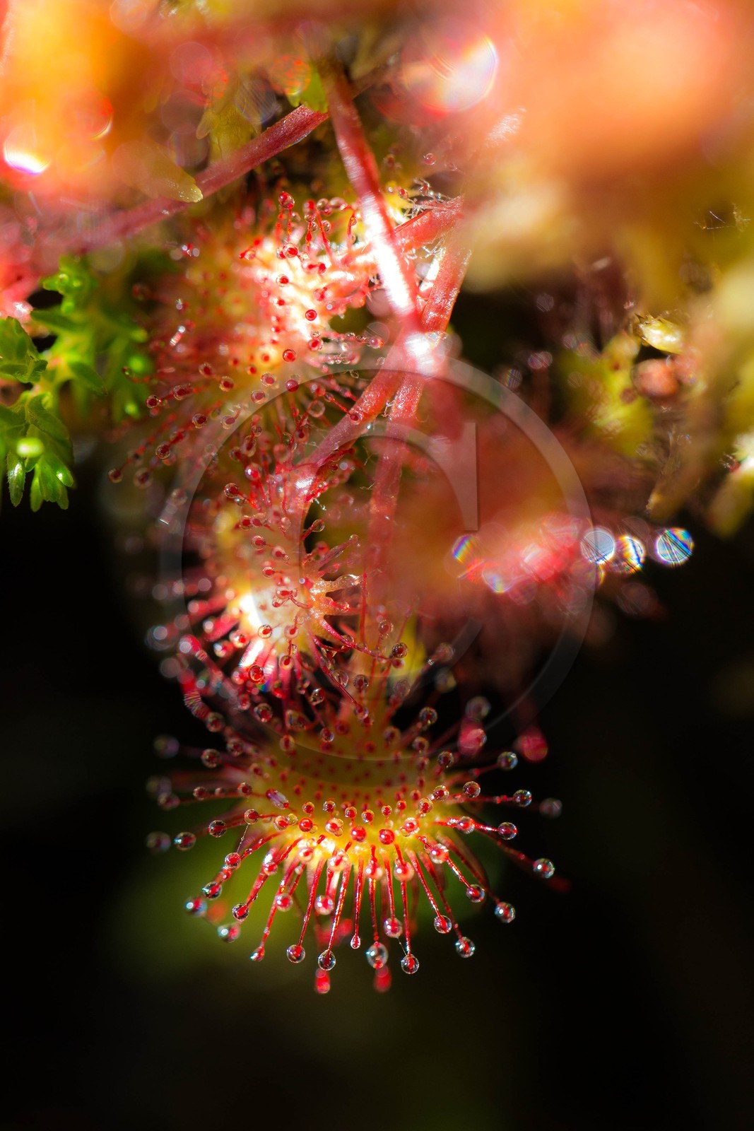 ENS de l'Isère, Tourbière des Planchettes, Rossolis à feuilles rondes (Drosera rotundifolia)
