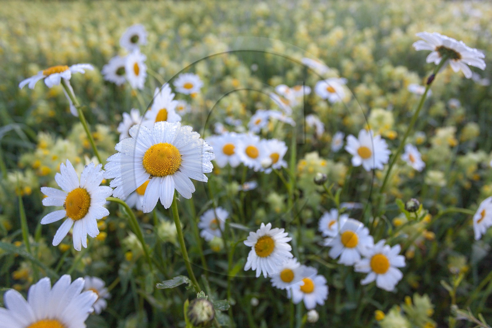 Marguerite commune, Leucanthemum vulgare