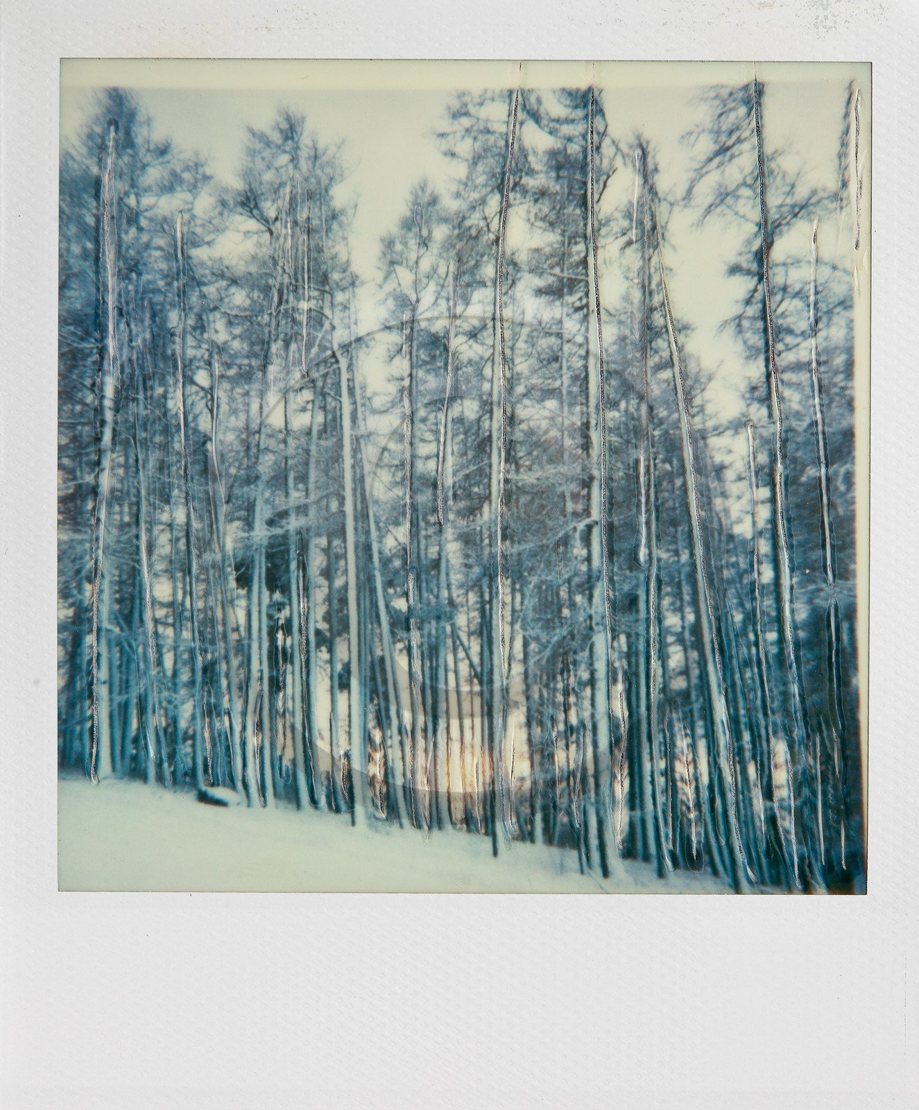 Exposition Arbres et petites forêts, éloge de la biodiversité Exposition Arbres et petites forêts, éloge de la biodiversité