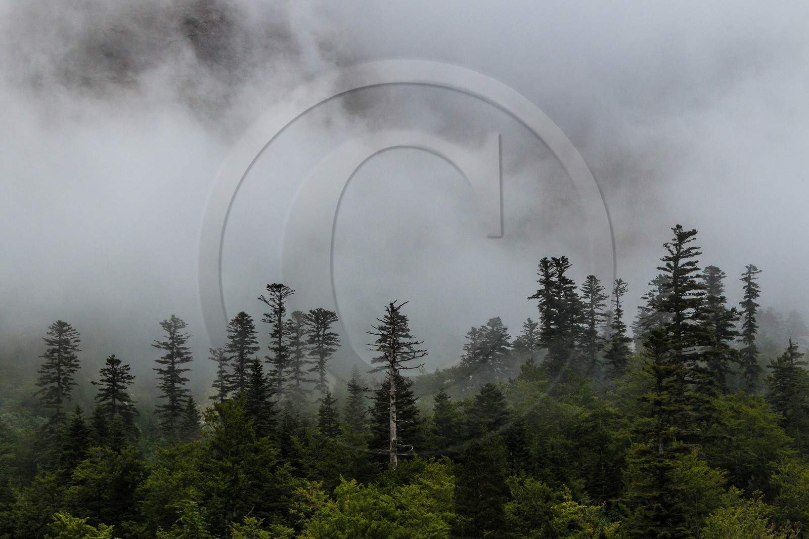 vallon de La Jarjatte vallon de La Jarjatte