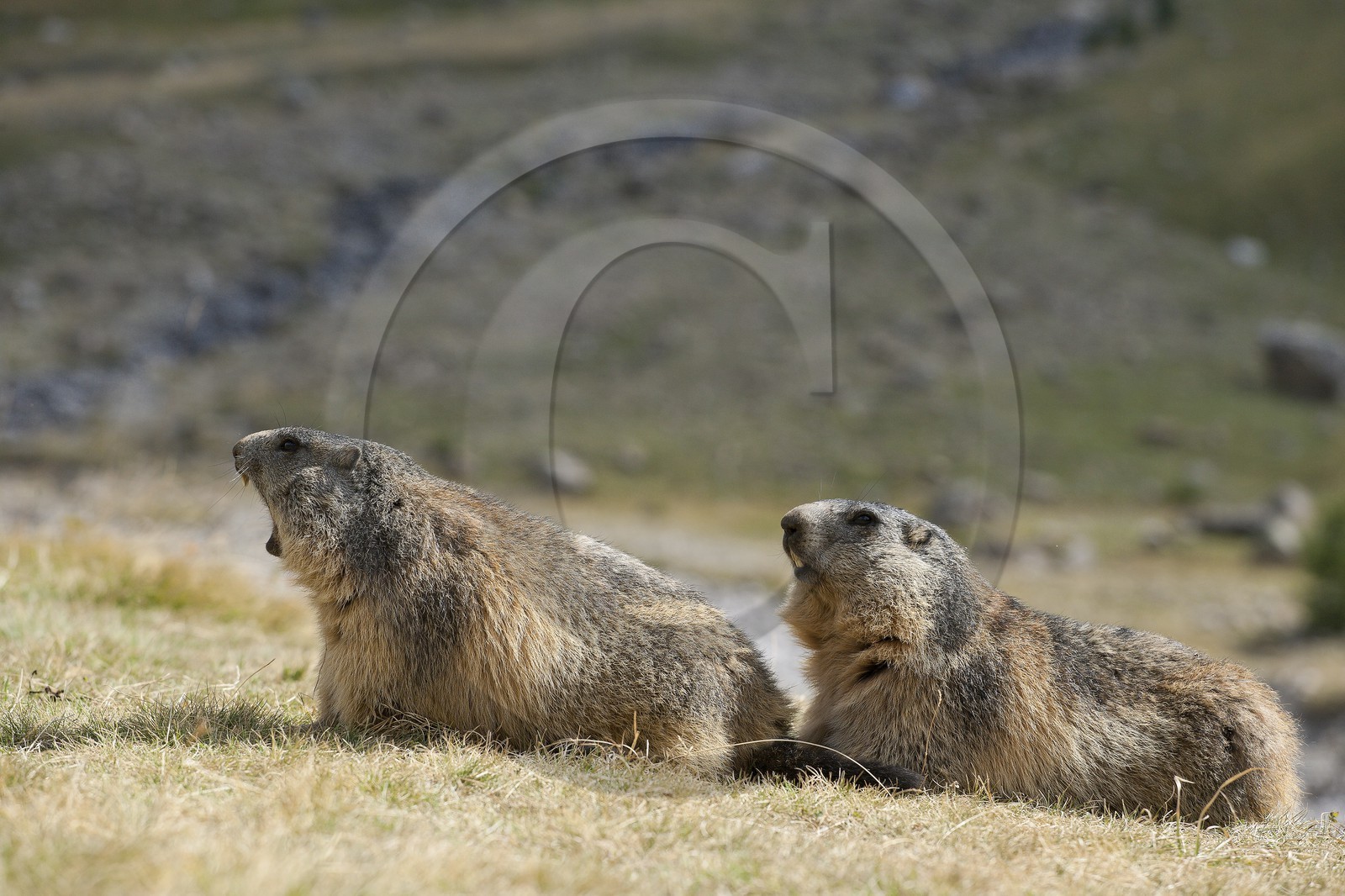 Marmotte des Alpes ( Marmota marmota ) Marmotte des Alpes ( Marmota marmota )