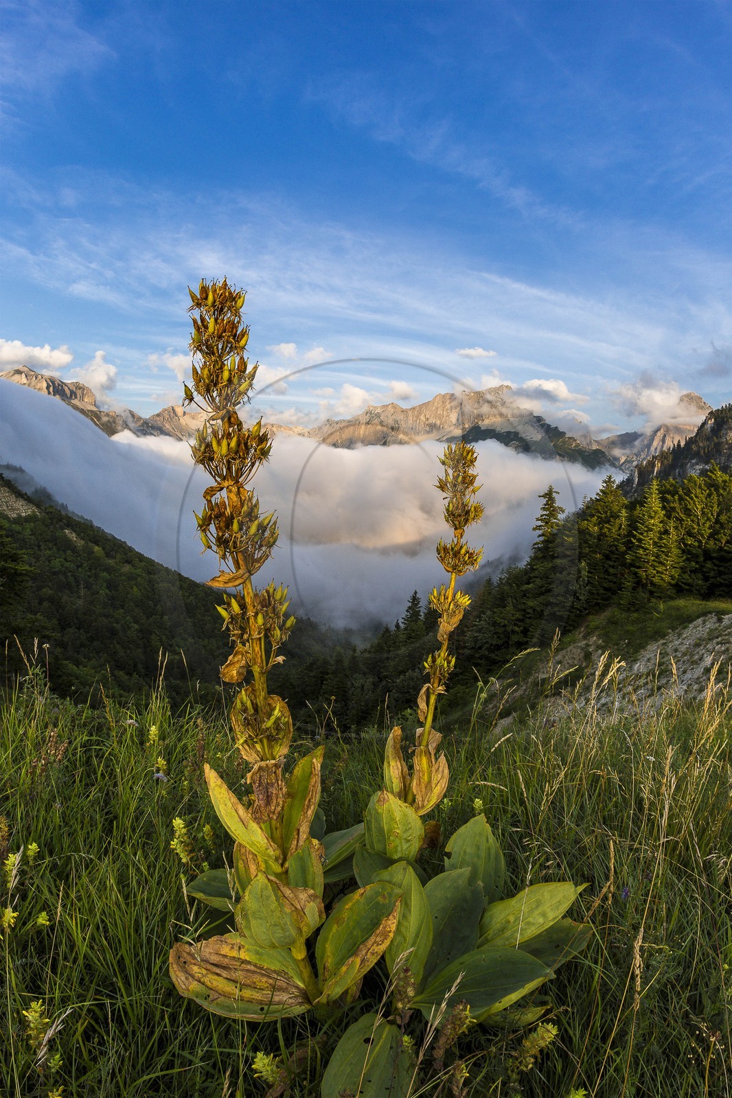 vallon de La Jarjatte, Col de Priau, gentiane jaune (gentiana lutea)