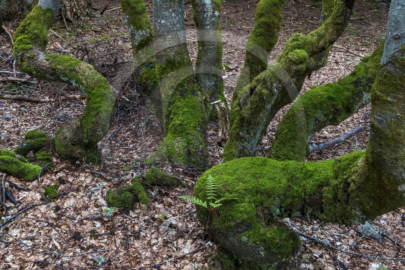 ENS de l'Isère, Plateau de la Molière et du Sornin