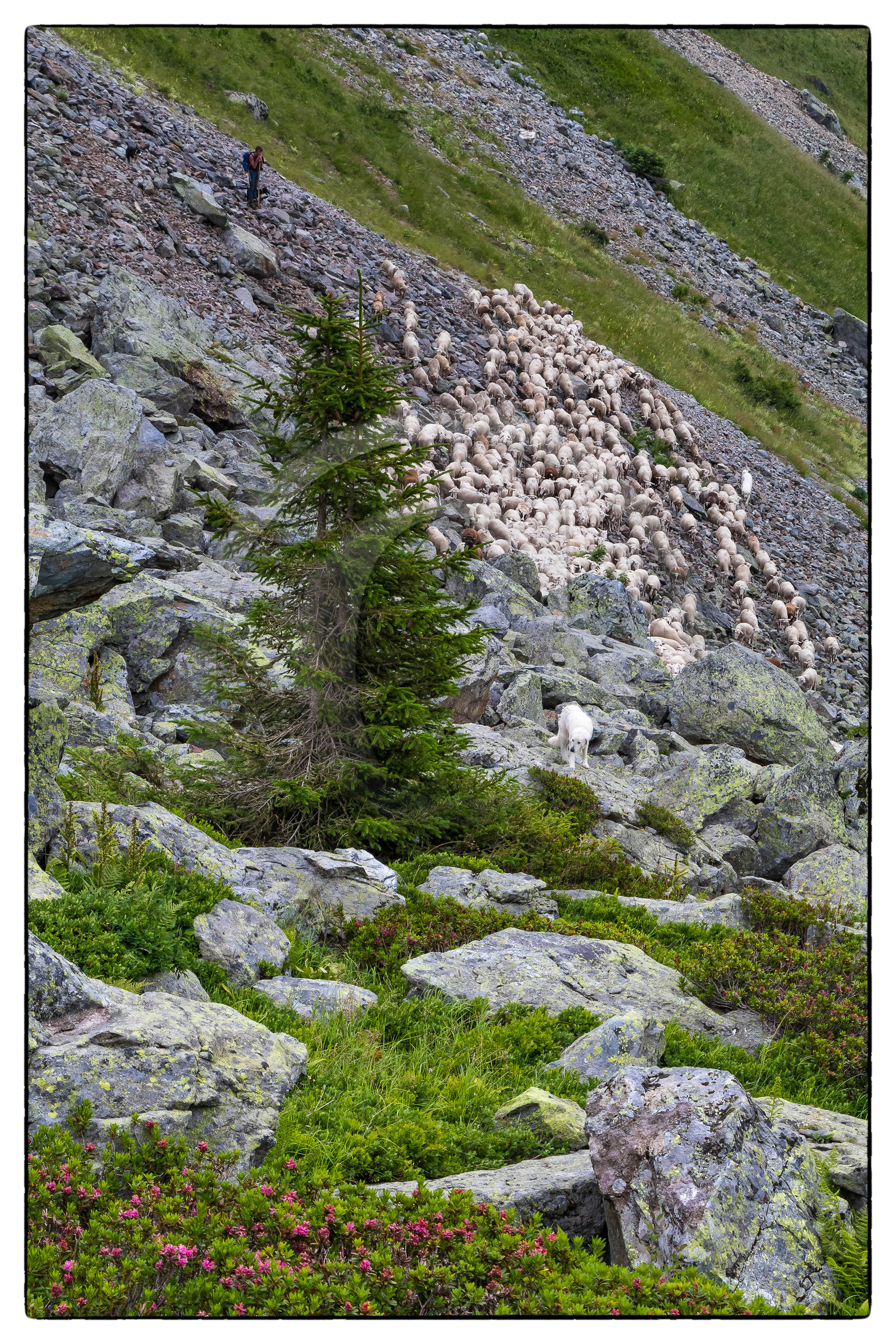 Alpage de la combe des Plans