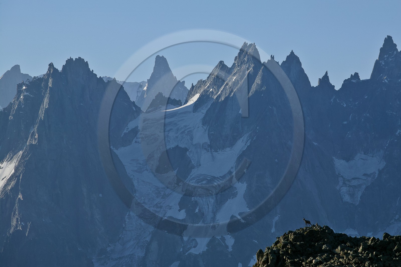 Chamois devant la chaîne du Mont-Blanc Chamois devant la chaîne du Mont-Blanc