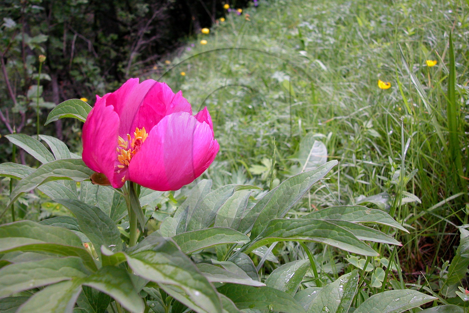 Pivoine officinale, Paeonia officinalis