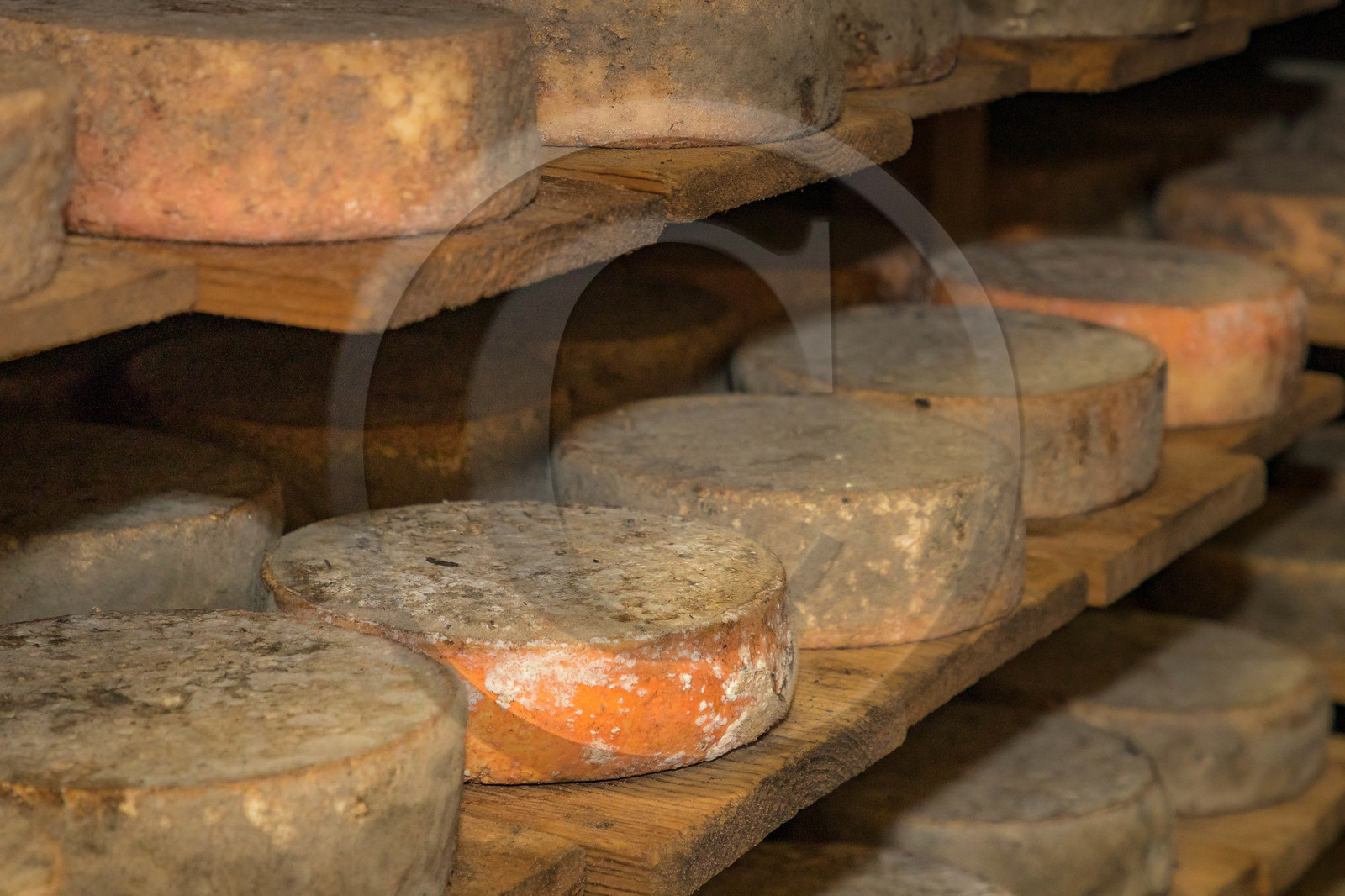 Fromagerie du Plan, Pierrick Rolland, éleveur