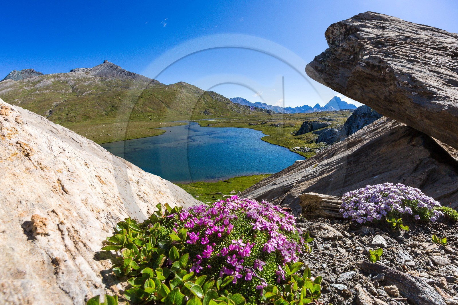 col du Longet, Lac du Longet, silène acaule (Silene acaulis) et col du Longet, Lac du Longet, silène acaule (Silene acaulis) et