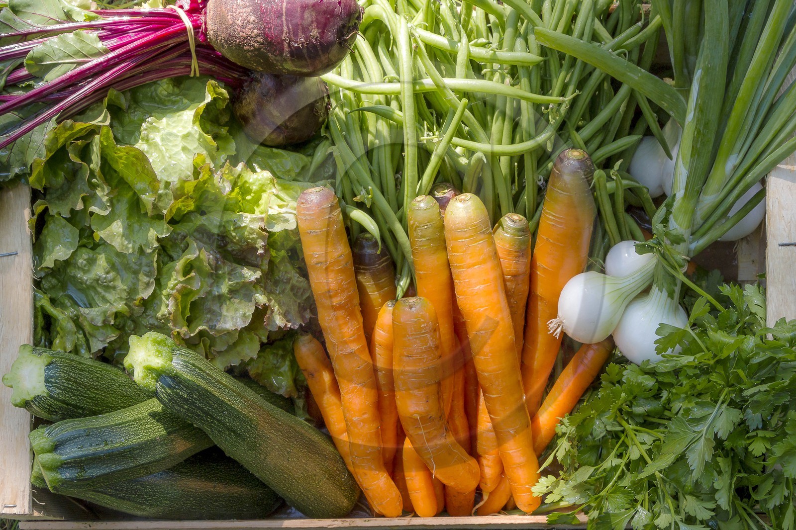 Vallée du Champsaur, Joubert Eric, maraîcher