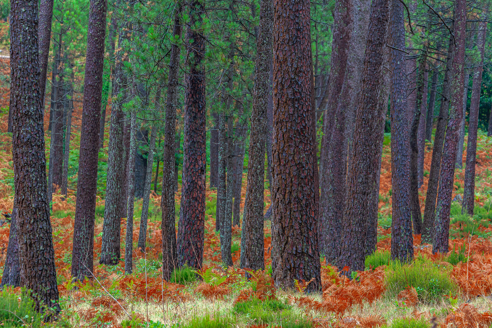Forêt de l'Ospedale, Pins laricio de Corse