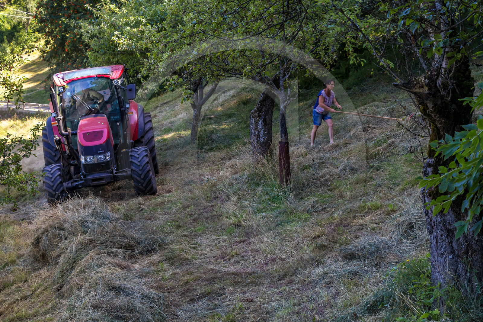 Gaec La chèvrerie des Combettes Gaec La chèvrerie des Combettes