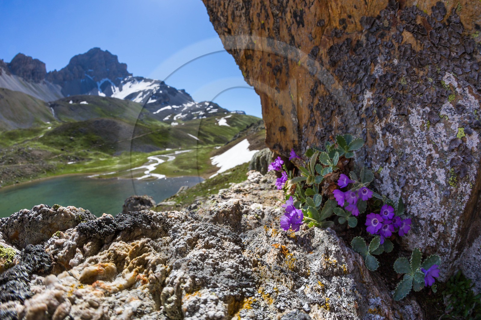 Lac de l'Orrenaye, Primevère marginée, Primula marginata