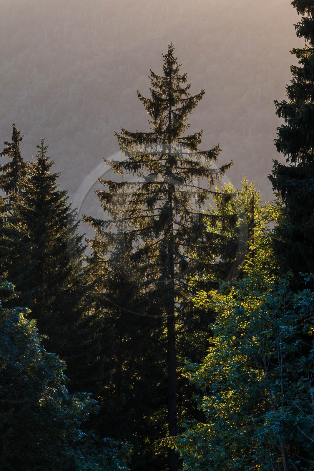 ENS de l'Isère, Les Ecouges