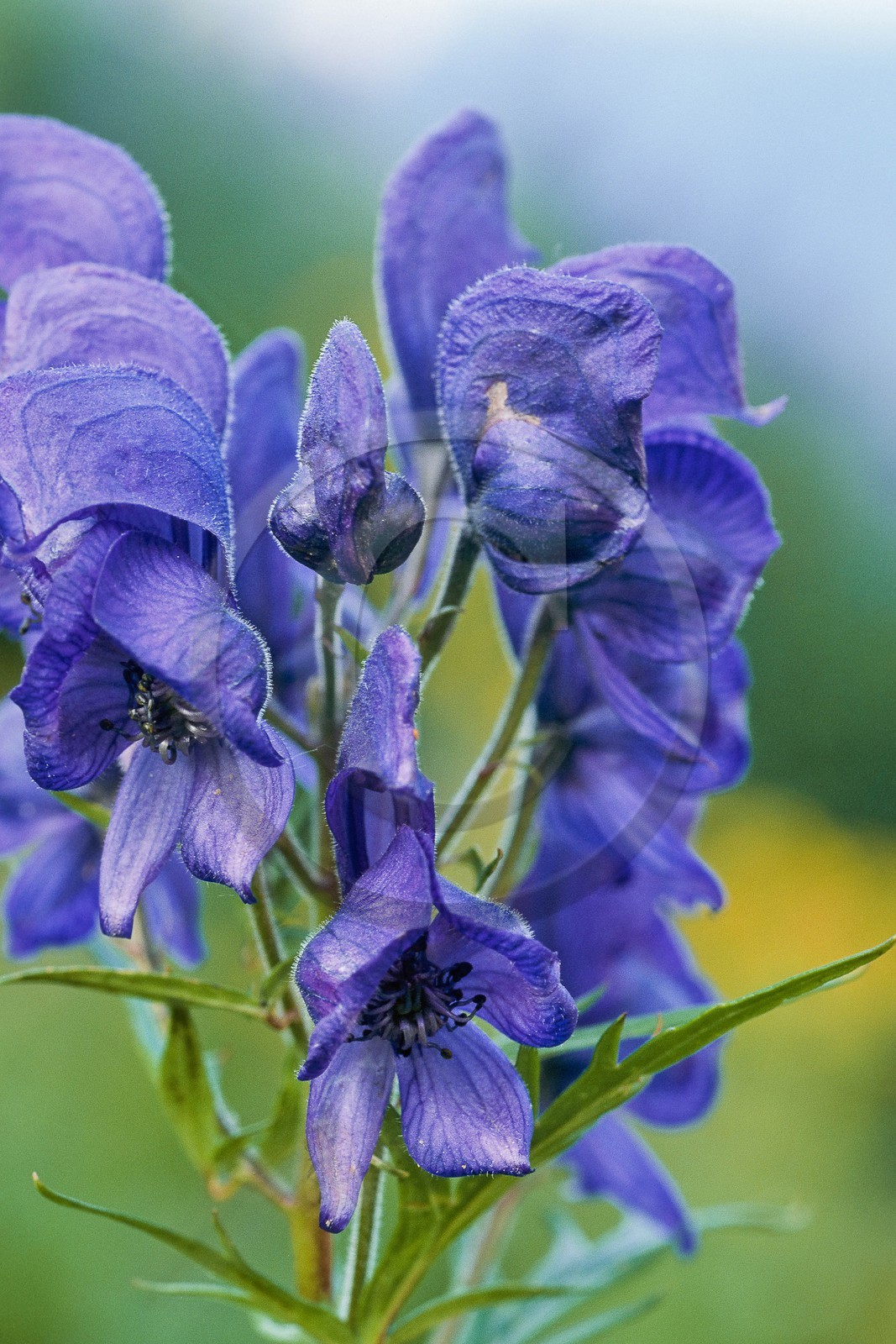 Aconit napel,  Aconitum napellus Aconit napel,  Aconitum napellus