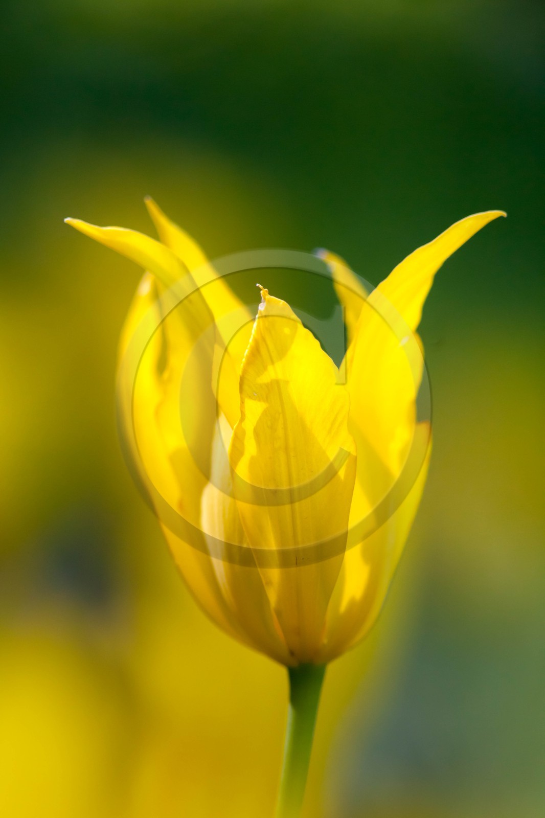 Tulipe , Tulipa billietiana