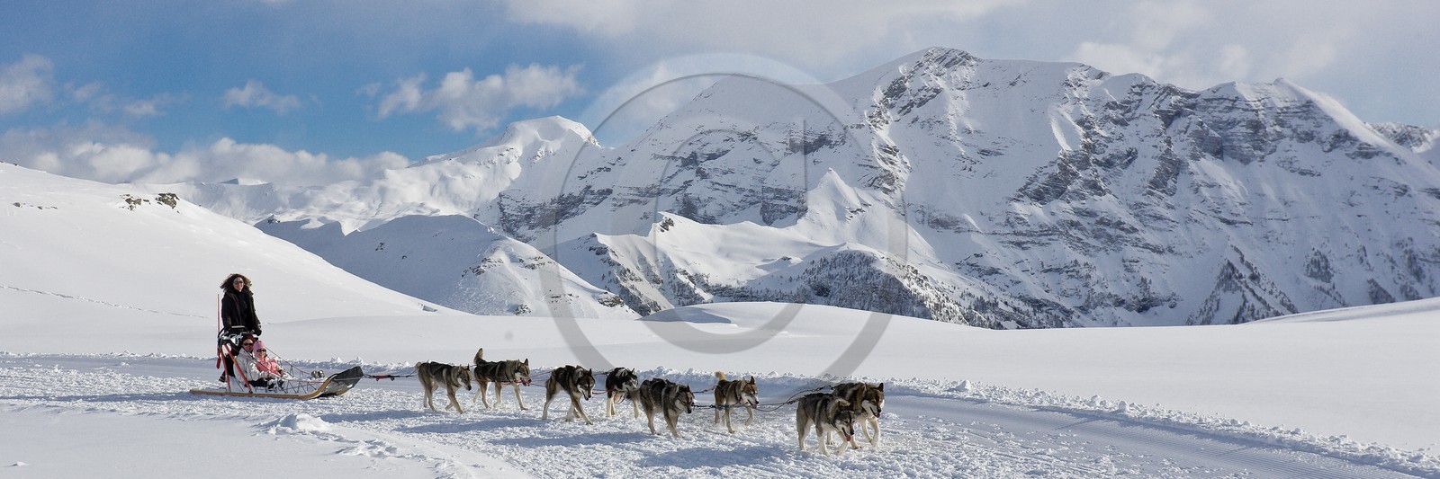 Chiens d'attelage