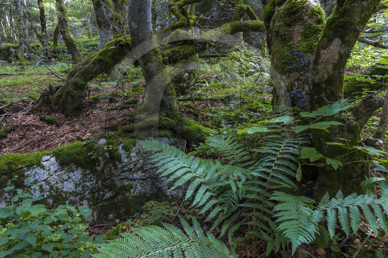 ENS de l'Isère, Plateau de la Molière et du Sornin