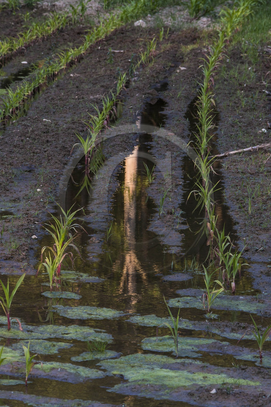 ENS de l'Isère, Prairies inondables de Pont-Évêque ENS de l'Isère, Prairies inondables de Pont-Évêque