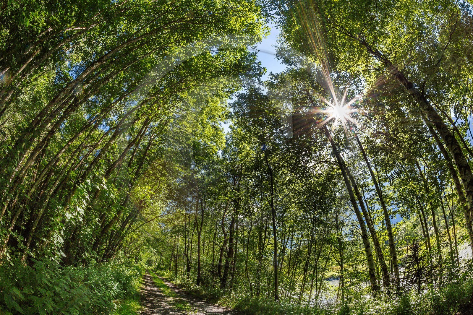 ENS de l'Isère, Vieille morte de Bourg d'Oisans ENS de l'Isère, Vieille morte de Bourg d'Oisans
