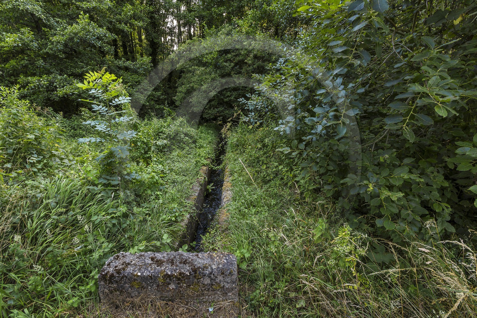 ENS de l'Isère, Zone humide de la Merlière ENS de l'Isère, Zone humide de la Merlière