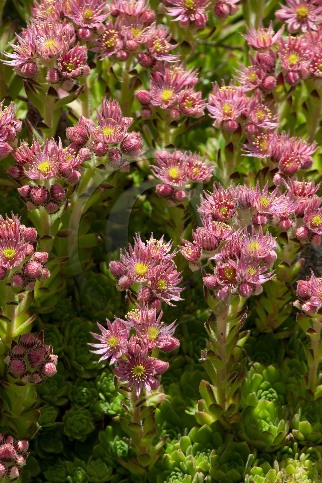 Joubarbe de montagne, Sempervivum montanum