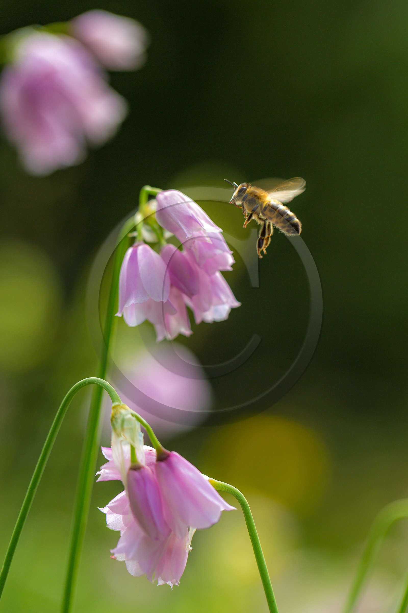 Ail à fleur de narcisse,, abeille