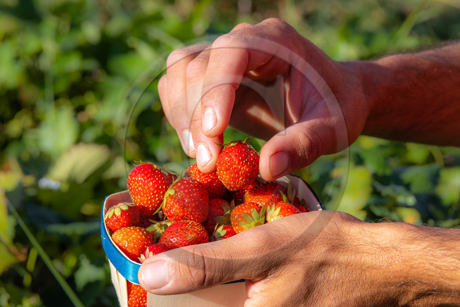 Ecrins de fruits, producteur de fruits rouges