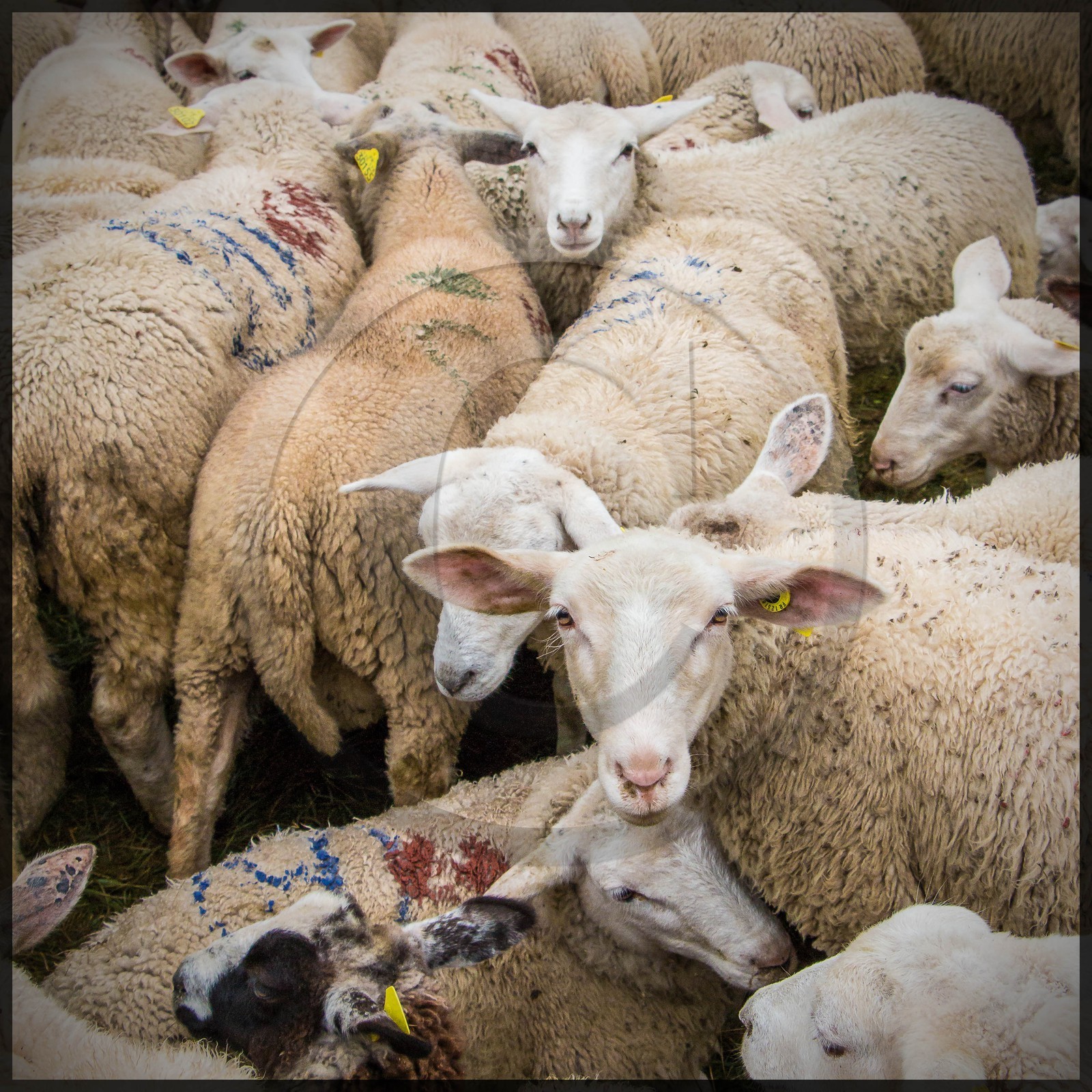Vallée de Champoléon, Les Borels, foire au tardon Vallée de Champoléon, Les Borels, foire au tardon