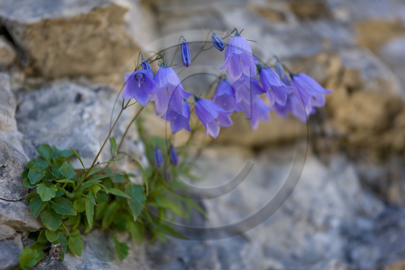 Campanule à feuilles de Cochléaire, Campanula cochleariifolia Campanule à feuilles de Cochléaire, Campanula cochleariifolia