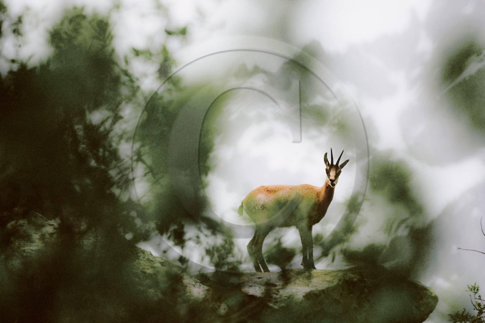 Chamois, Rupicapra rupicapra