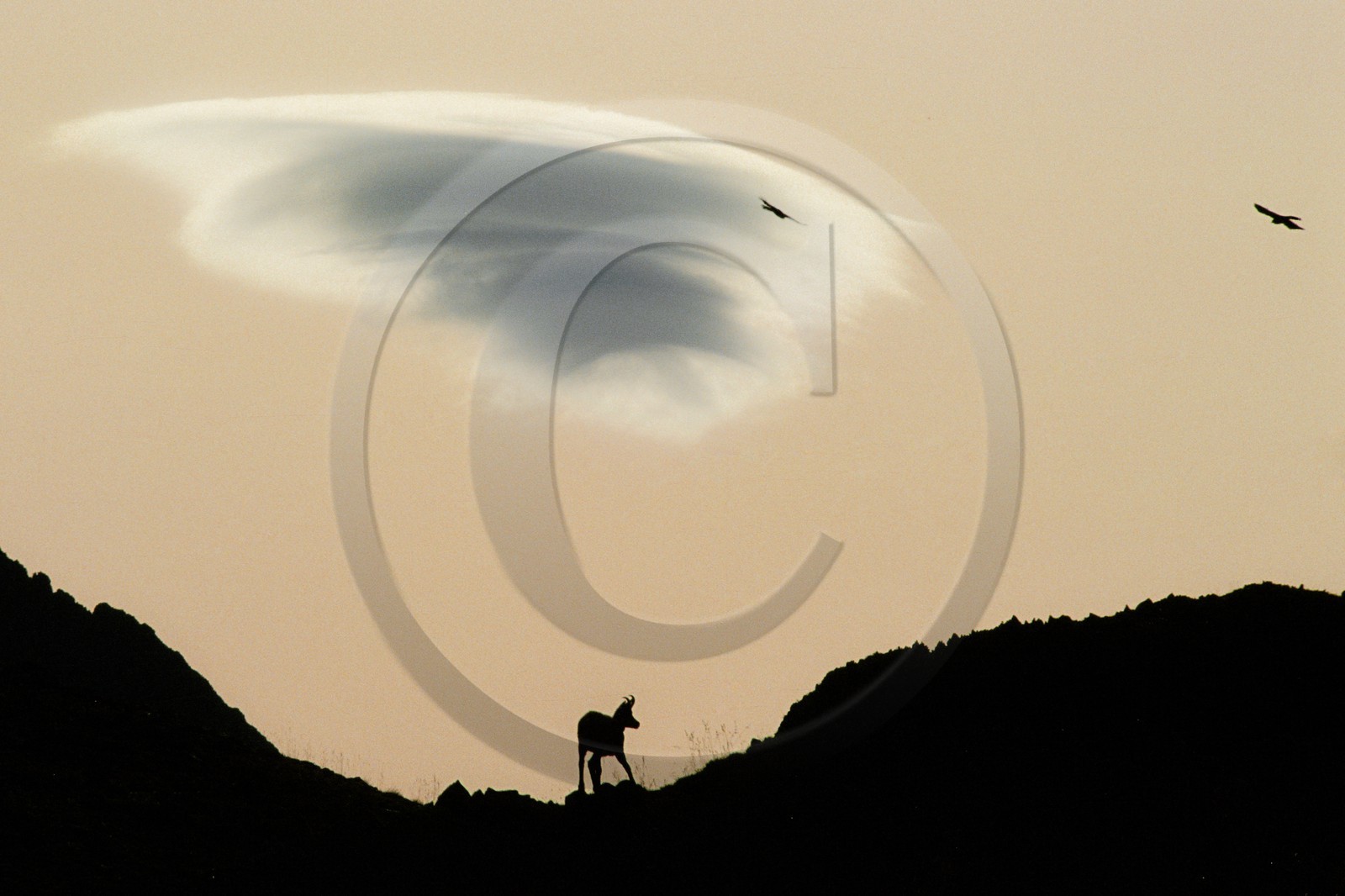 Chamois, Rupicapra rupicapra