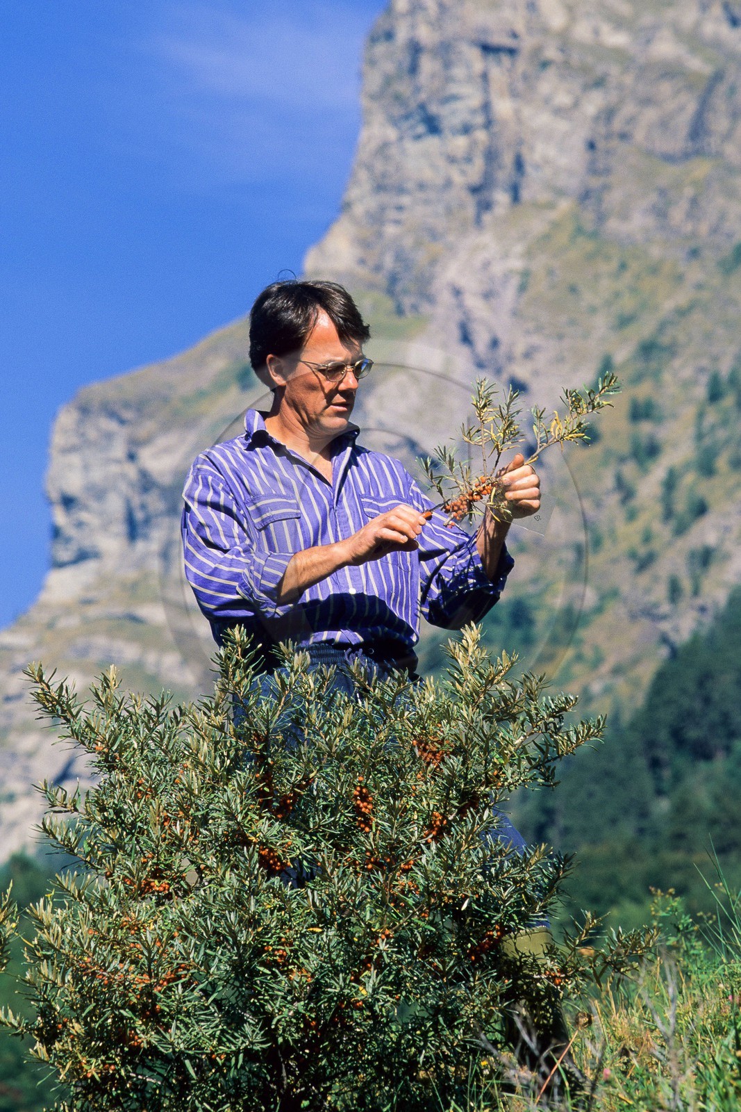 Cueillette de l'argousier