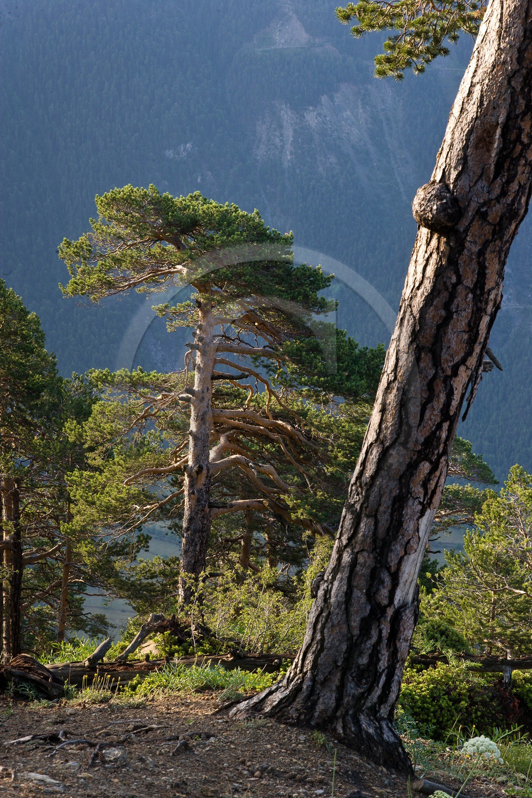 Forêt de pins à crochets