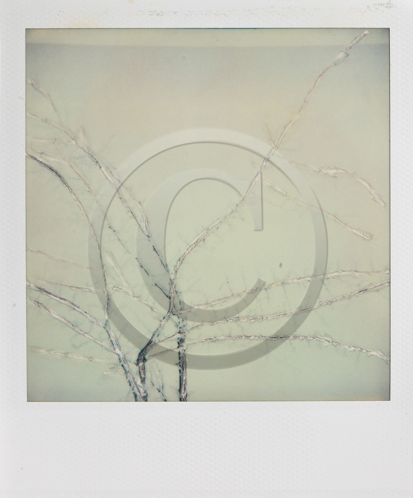 Exposition Arbres et petites forêts, éloge de la biodiversité Exposition Arbres et petites forêts, éloge de la biodiversité