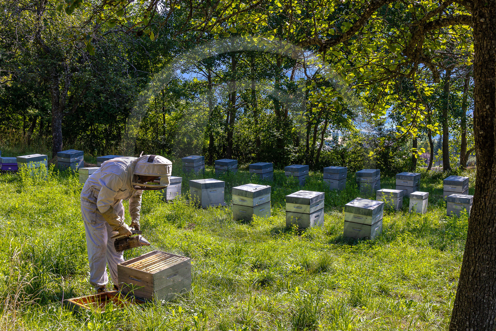 Jean-Jacques Daubert - Apiculteur