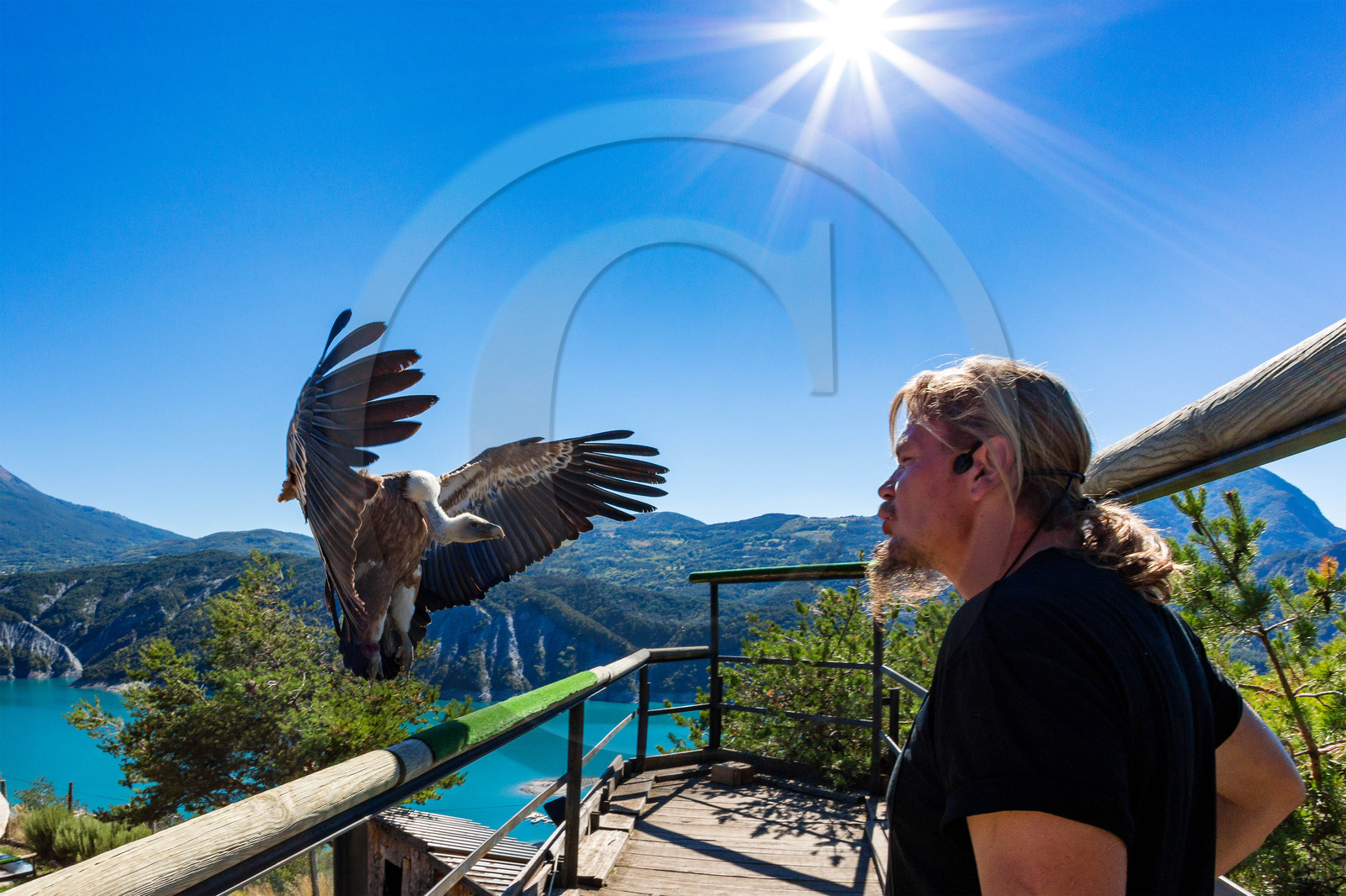 Parc animalier de Serre-Ponçon, vautour fauve, Gyps fulvus