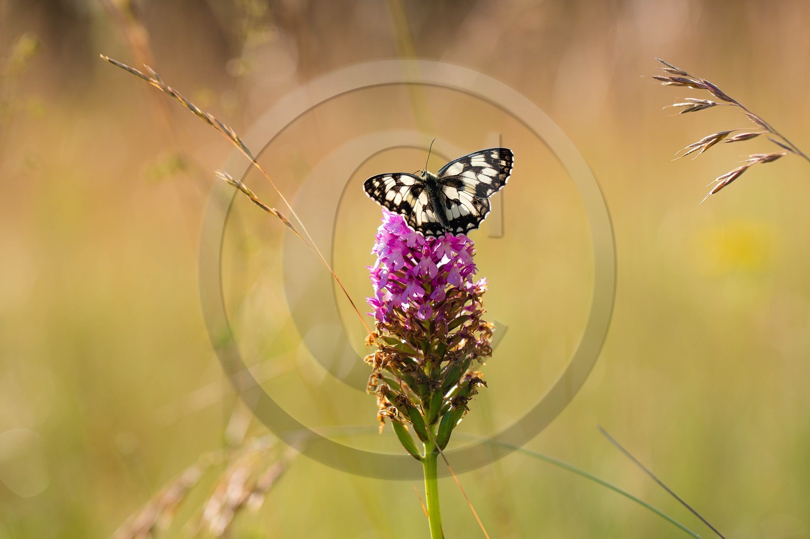 ENS de l'Isère, , le méandre des Oves ENS de l'Isère, , le méandre des Oves