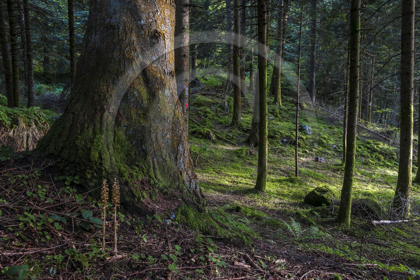 ENS de l'Isère, Marais des Seiglières